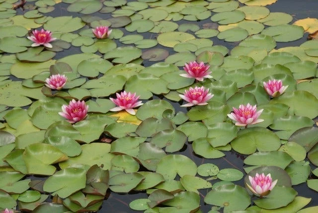 Waterlelie (Nymphaea 'Attraction') - Afbeelding 4