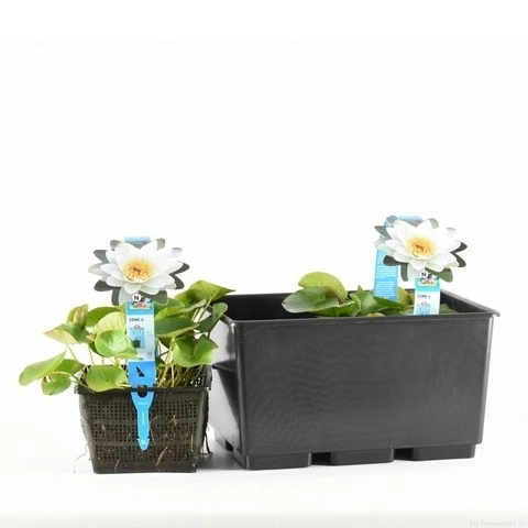 Waterlelie (Nymphaea 'Gladstoniana') - Afbeelding 2