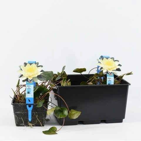 Waterlelie (Nymphaea 'Marliacea Chromatella') - Afbeelding 3