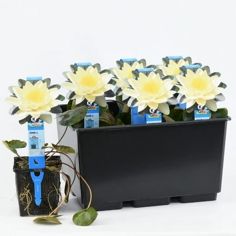 Waterlelie (Nymphaea 'Marliacea Chromatella') - Afbeelding 2