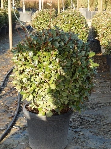 Olijfwilg Als Bol (Elaeagnus Ebbingei 'Compacta') - Afbeelding 2