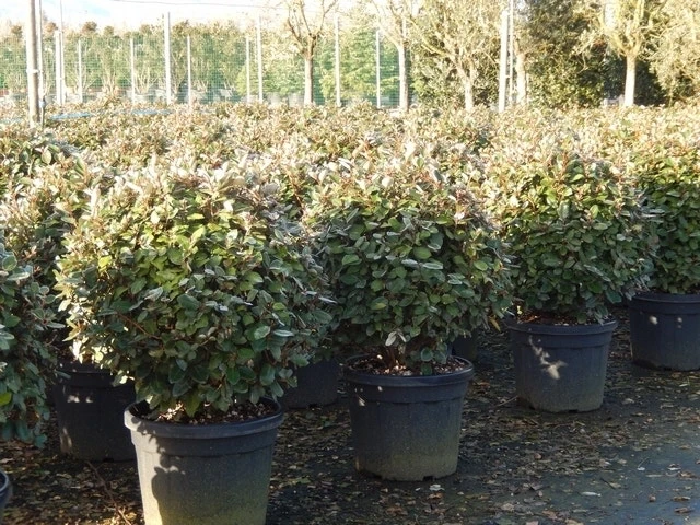 Olijfwilg Als Bol (Elaeagnus Ebbingei 'Compacta') - Afbeelding 4