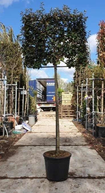 Olijfwilg Halfstam Als Leiboom (Elaeagnus Ebbingei) - Afbeelding 2