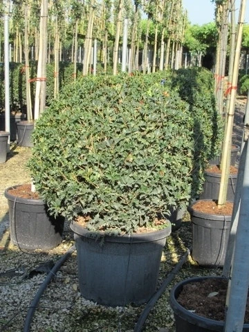 Schijnhulst In Bolvorm (Osmanthus Heterophyllus 'Goshiki') - Afbeelding 2