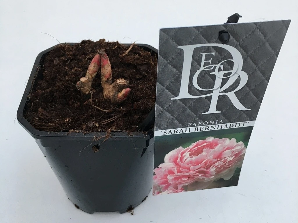 Pioenroos (Paeonia 'Sarah Bernhardt') - Afbeelding 5