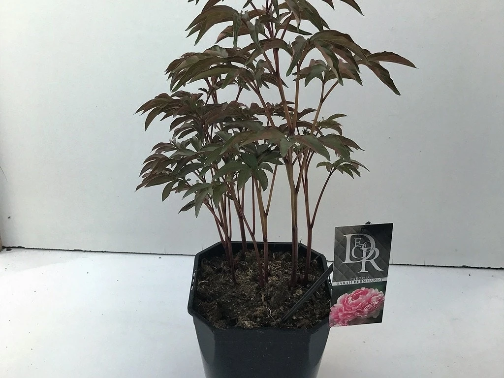 Pioenroos (Paeonia 'Sarah Bernhardt') - Afbeelding 2