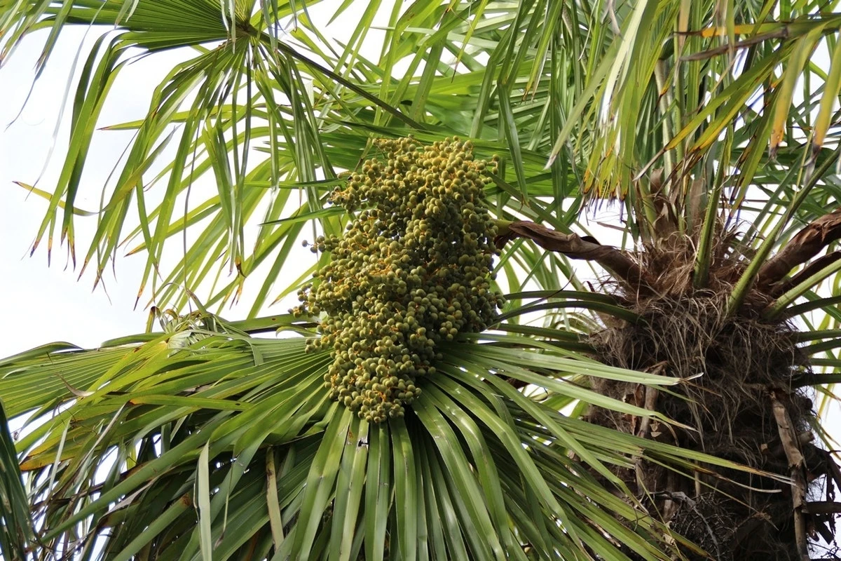 Winterharde Palm (Trachycarpus Fortunei) - Afbeelding 2