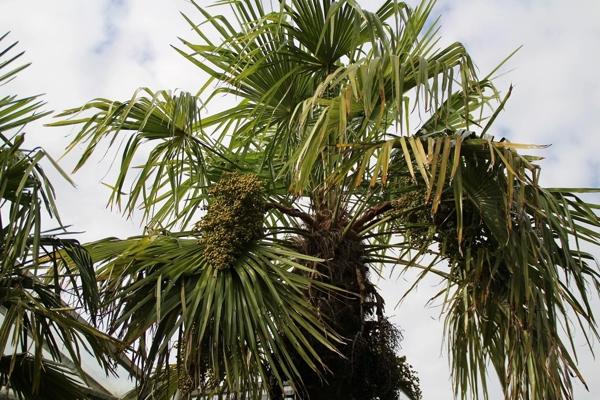 Winterharde Palm (Trachycarpus Fortunei) - Afbeelding 6