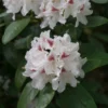 Rhododendron (Rhododendron 'Schneeauge')