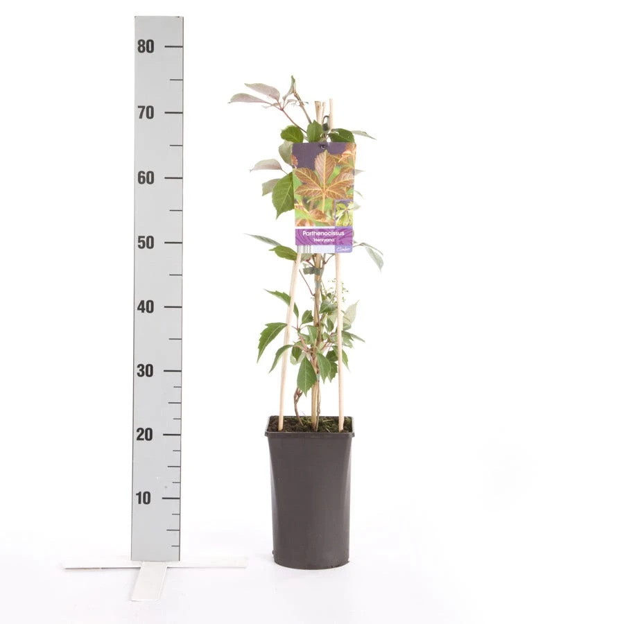 Wilde Wingerd (Parthenocissus 'Henryana') - Afbeelding 2