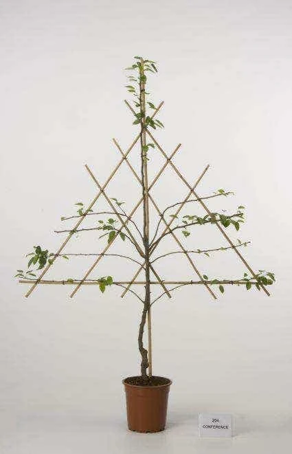 Lei-Peer (Pyrus Communis 'Clapp's Favourite') - Afbeelding 3