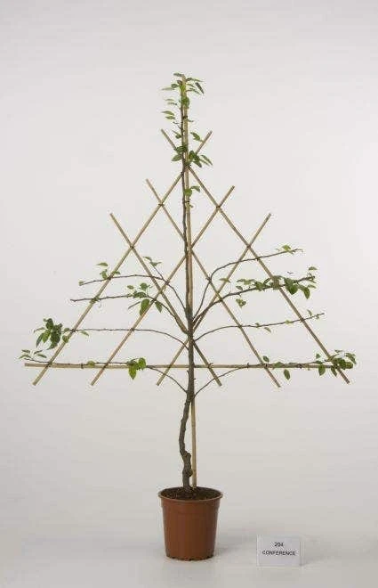 Lei-Peer (Pyrus Communis 'Zoete Brederode') - Afbeelding 3