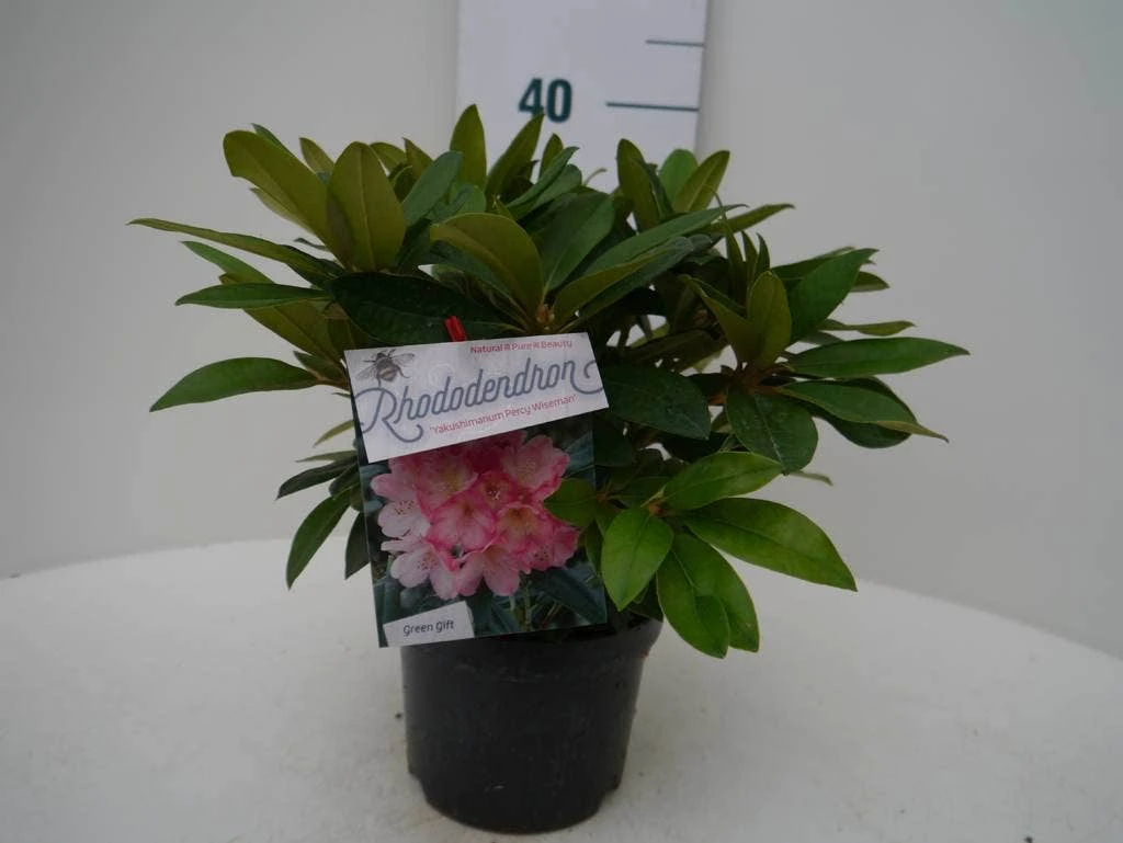 Rhododendron (Rhododendron 'Percy Wiseman') - Afbeelding 6
