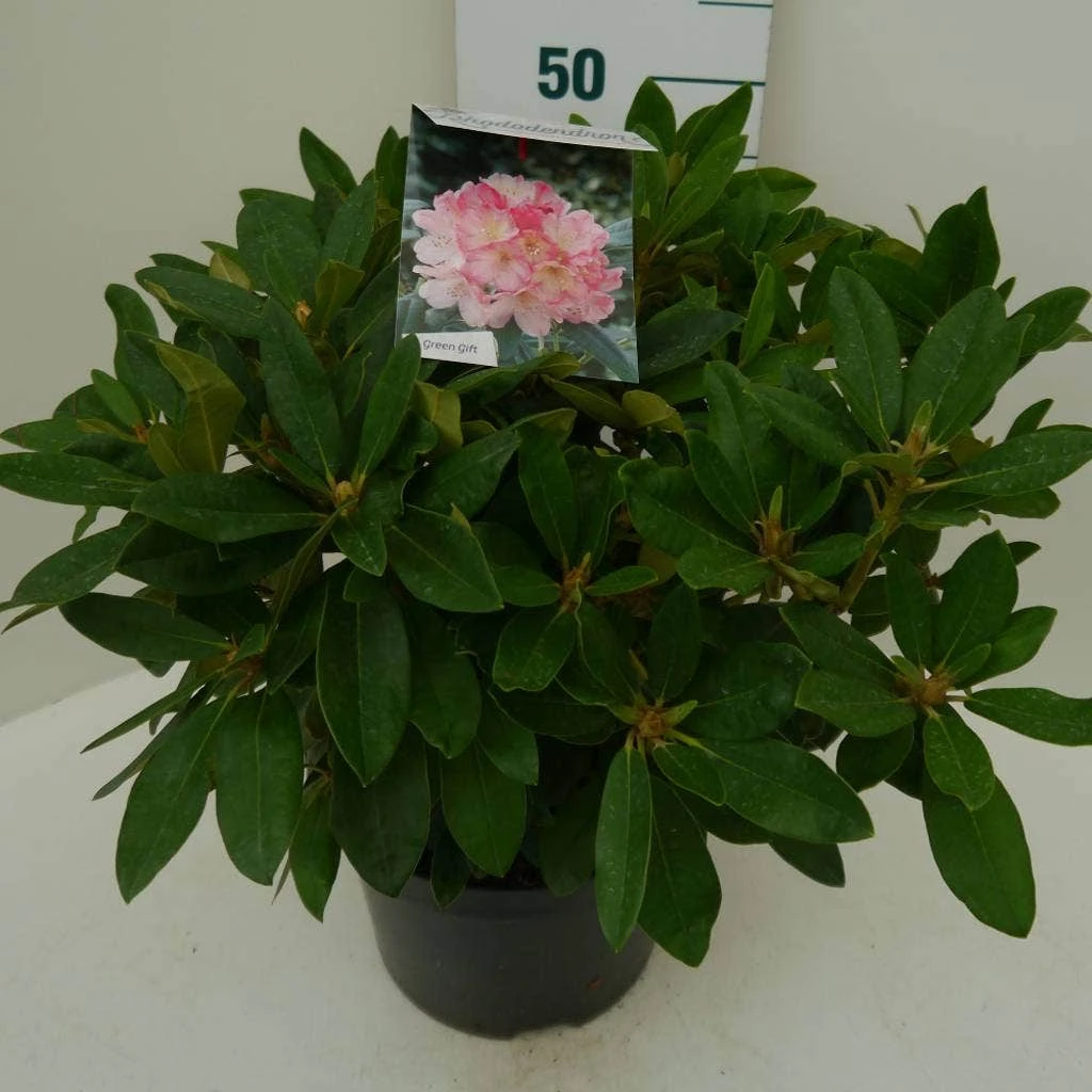 Rhododendron (Rhododendron 'Percy Wiseman') - Afbeelding 13