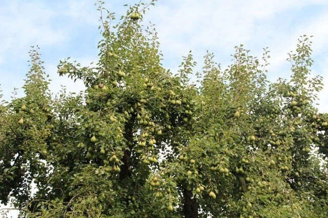 Wilde Perenboom (Pyrus Communis) - Afbeelding 2