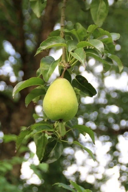 Wilde Perenboom (Pyrus Communis) - Afbeelding 6