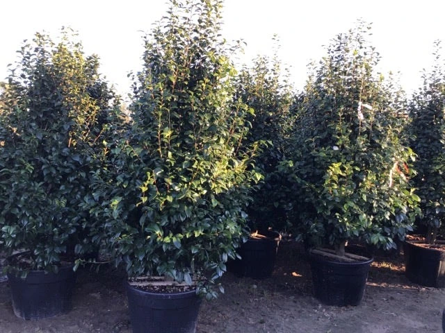 Camelia (Camellia Japonica ‘Perfection White’) - Afbeelding 4