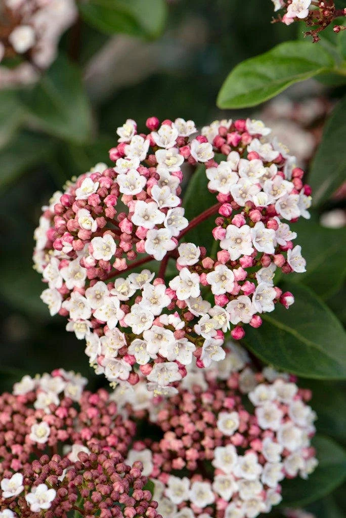 Sneeuwbal, Piramide (Viburnum Tinus 'Eve Price ') - Afbeelding 2