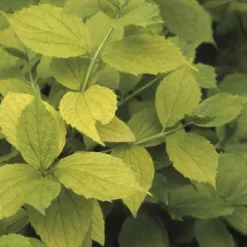 Boerenjasmijn (Philadelphus Coronarius 'Aureus')
