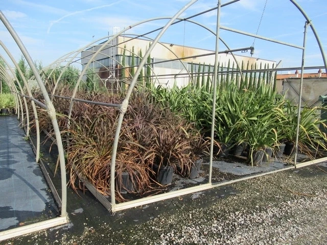 Nieuw Zeelands Vlas (Phormium Tenax 'Purpureum') - Afbeelding 5