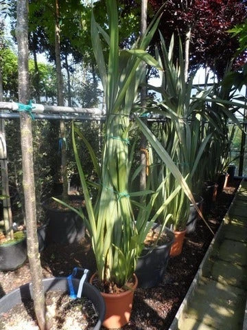 Nieuw Zeelands Vlas (Phormium Tenax) - Afbeelding 2