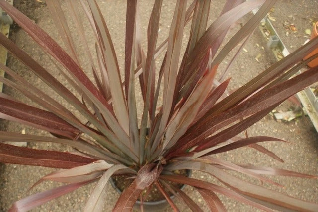 Nieuw Zeelands Vlas (Phormium Tenax 'Purpureum') - Afbeelding 3
