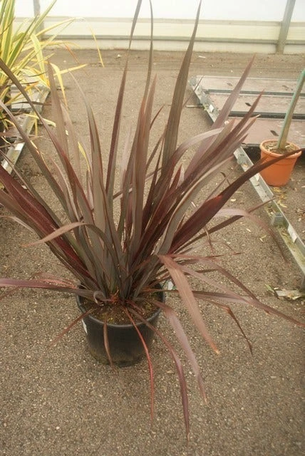 Nieuw Zeelands Vlas (Phormium Tenax 'Purpureum') - Afbeelding 2
