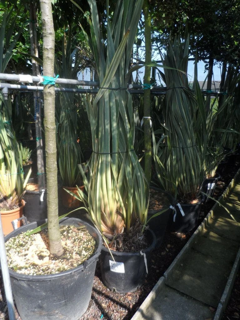 Nieuw Zeelands Vlas (Phormium Tenax 'Variegatum') - Afbeelding 3