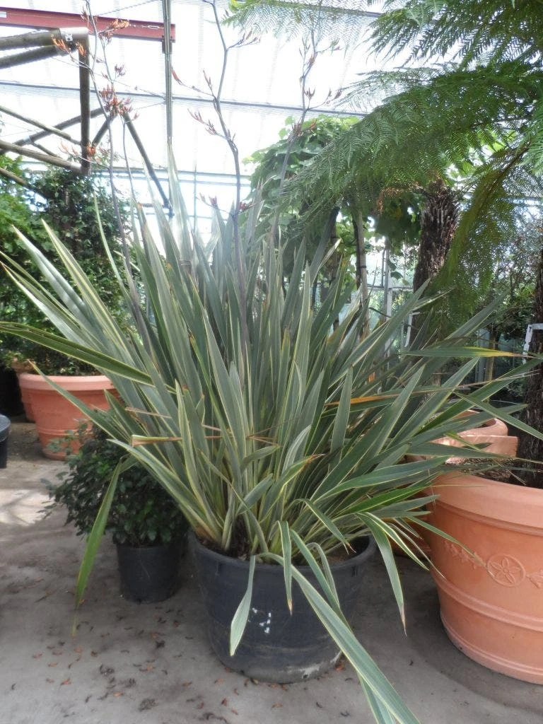 Nieuw Zeelands Vlas (Phormium Tenax 'Variegatum') - Afbeelding 4