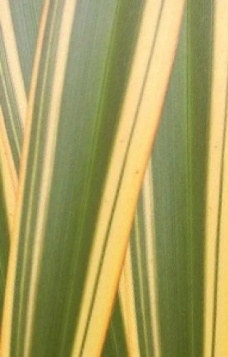 Nieuw Zeelands Vlas (Phormium Tenax 'Golden Ray') - Afbeelding 3