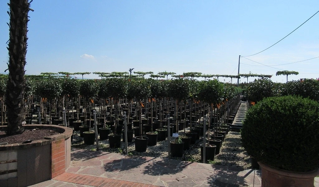 Glansmispel Op Stam (Photinia Fraseri 'Little Red Robin') - Afbeelding 4