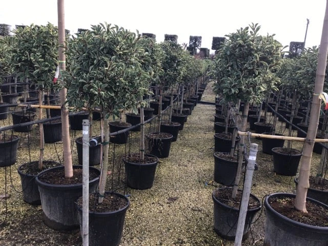 Glansmispel Op Stam (Photinia Fraseri 'Pink Marble') - Afbeelding 2