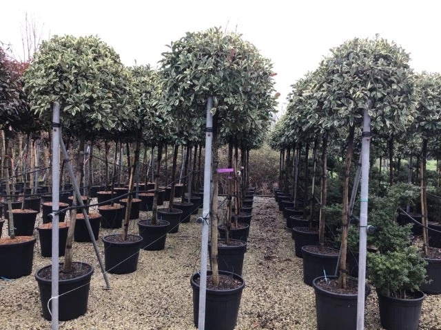 Glansmispel Op Stam (Photinia Fraseri 'Pink Marble') - Afbeelding 3