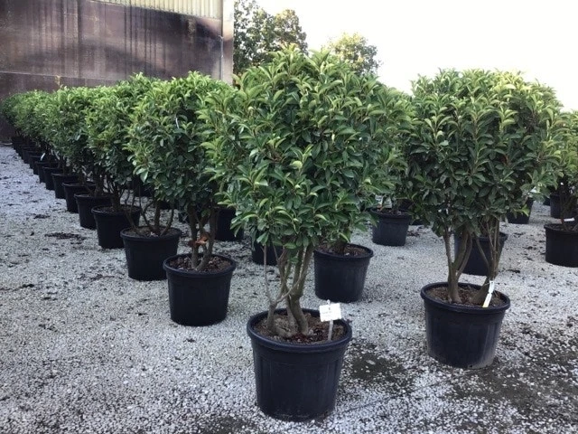 Meerstammige Glansmispel (Photinia Fraseri 'Red Robin')