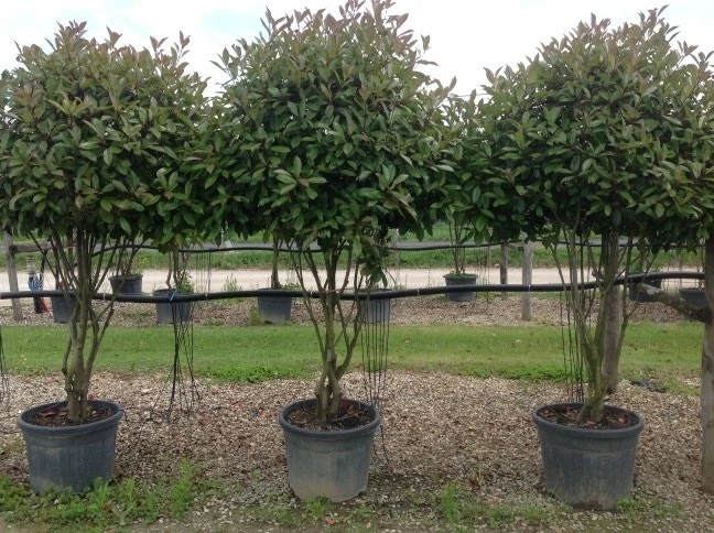 Meerstammige Glansmispel (Photinia Fraseri 'Red Robin') - Afbeelding 3