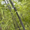 Bamboe (Phyllostachys Nigra)