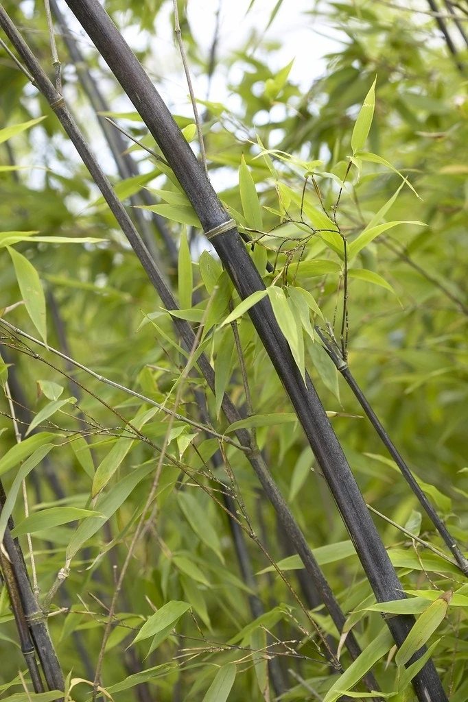 Bamboe (Phyllostachys Nigra)