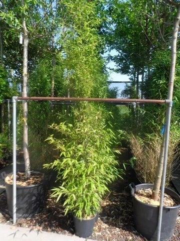 Bamboe (Phyllostachys Nigra) - Afbeelding 6