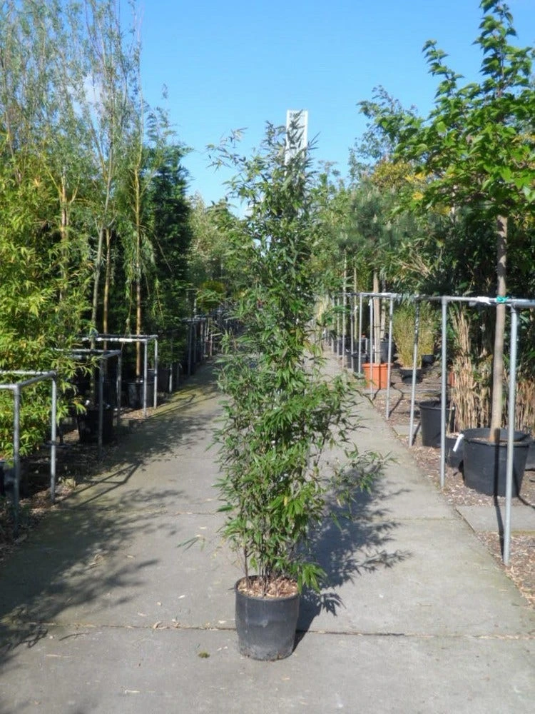 Bamboe (Phyllostachys Nigra) - Afbeelding 7