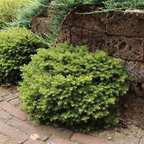 Kussenspar (Picea Abies 'Little Gem') - Afbeelding 3