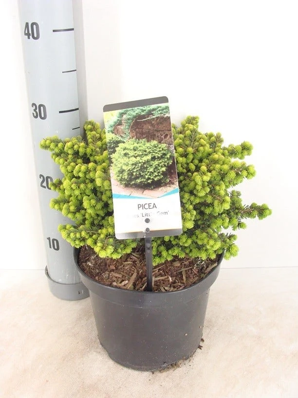 Kussenspar (Picea Abies 'Little Gem') - Afbeelding 2