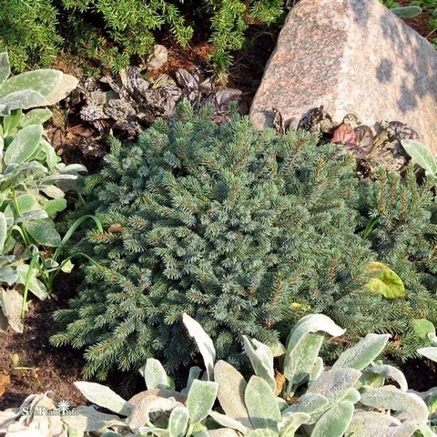 Dwergspar (Picea Glauca 'Echiniformis') - Afbeelding 4
