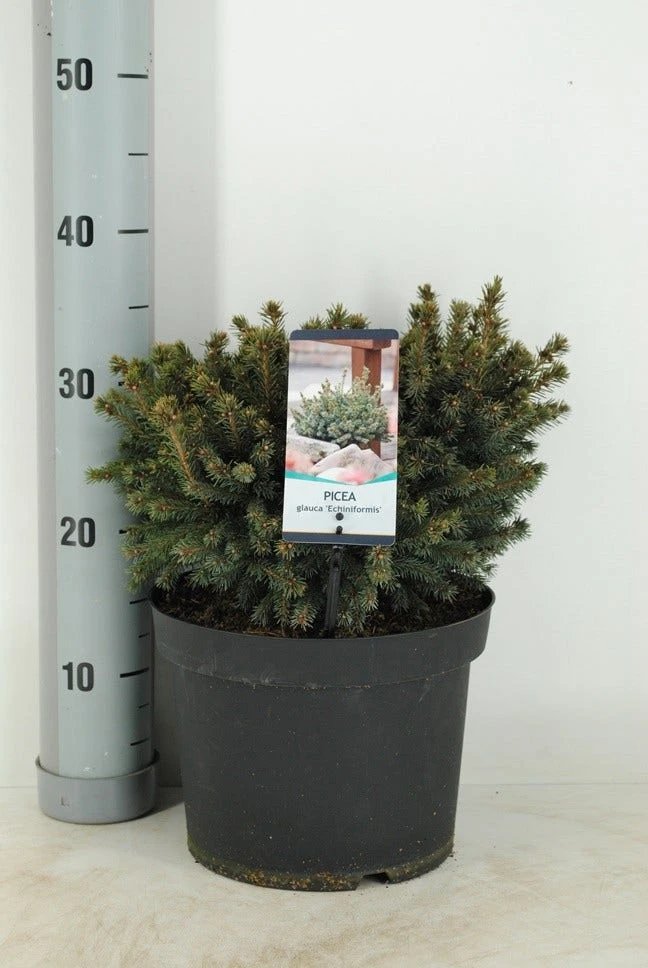 Dwergspar (Picea Glauca 'Echiniformis') - Afbeelding 2