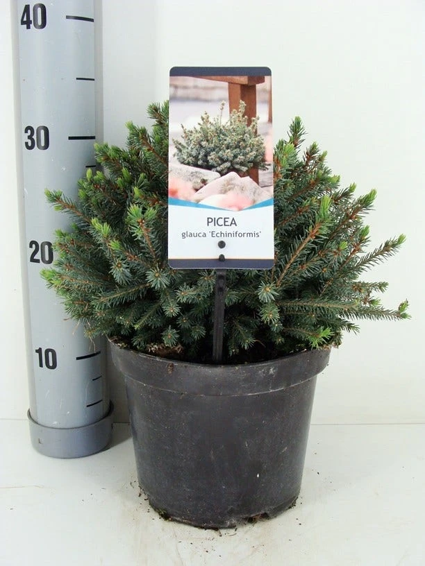 Dwergspar (Picea Glauca 'Echiniformis') - Afbeelding 3
