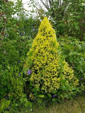 Witte Alberta Spar (Picea Glauca 'J.W. Daisy's White') - Afbeelding 3