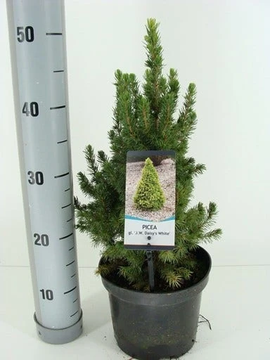 Witte Alberta Spar (Picea Glauca 'J.W. Daisy's White') - Afbeelding 2
