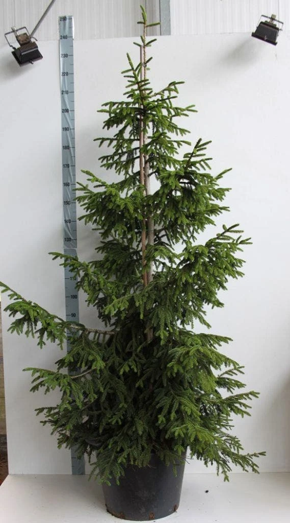 Kaukasische Spar (Picea Orientalis 'Aureospicata') - Afbeelding 3