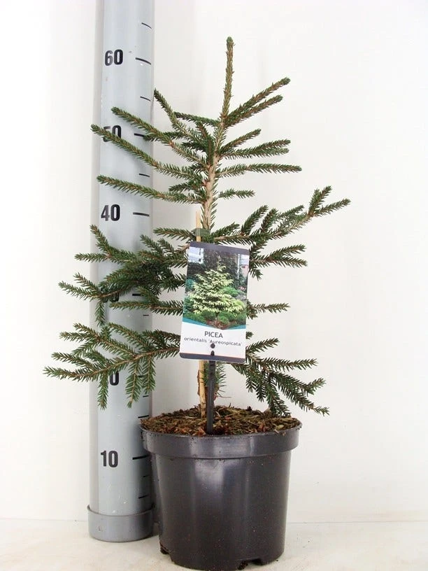 Kaukasische Spar (Picea Orientalis 'Aureospicata') - Afbeelding 4