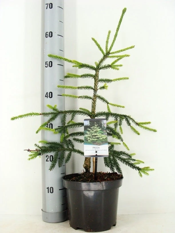 Kaukasische Spar (Picea Orientalis 'Aureospicata') - Afbeelding 6