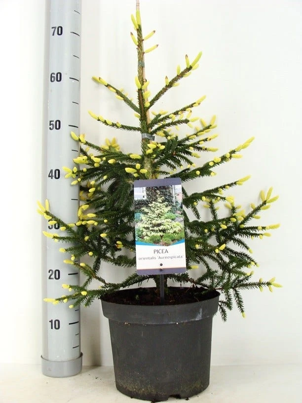 Kaukasische Spar (Picea Orientalis 'Aureospicata') - Afbeelding 5